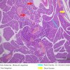 Secreção Endócrina - Ilhotas de Langerhans - Pâncreas 4x (2)